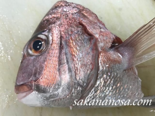 タイのアラ 頭 のウロコはどこまでとればいいのか 鮮魚対面編 動画付き さかなのさ 魚美味探求
