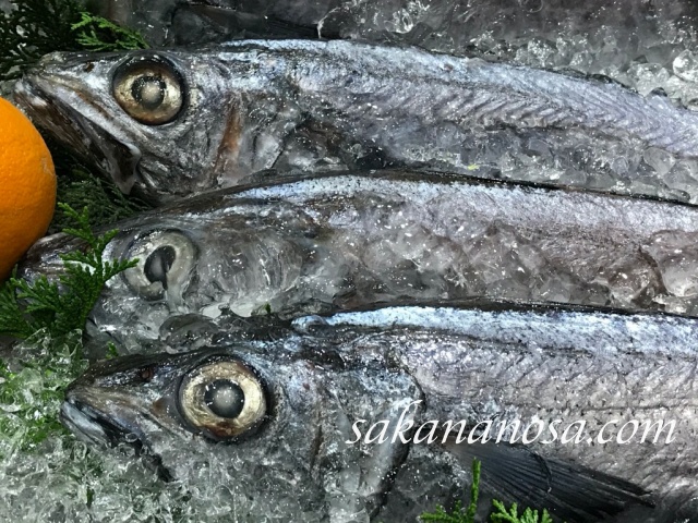 ホキ 白身魚フライの魚 知らないうちに食べてるかも 激レア画像付き さかなのさ 魚美味探求