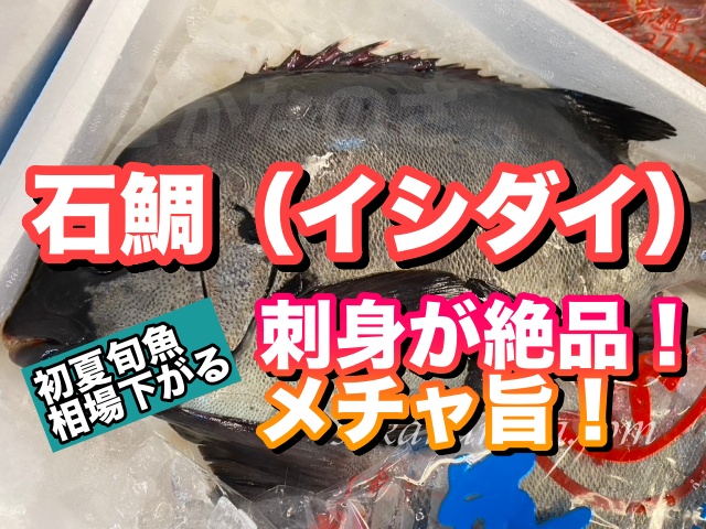 石鯛(イシダイ)【初夏旬魚】刺身が絶品!釣り好きお馴染み磯魚 〜幼魚はシマダイ | さかなのさ 〜魚美味探求