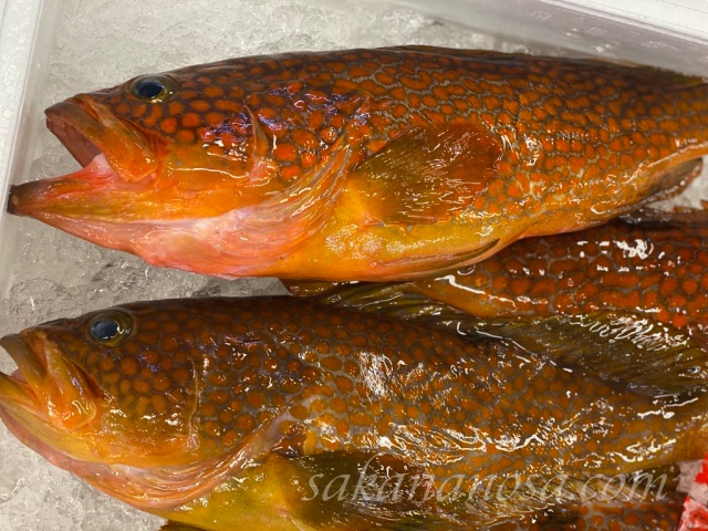キジハタ アコウ 6月の魚介類 さかなのさ 魚美味探求