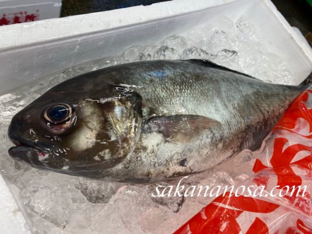 目鯛 メダイ 地味すぎてもう少し評価されてよい魚 秋の魚介類 さかなのさ 魚美味探求