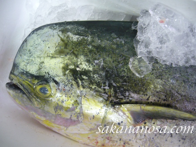 シイラ マヒマヒ 夏旬 昔沖ぶりと呼ばれたハワイの高級魚 さかなのさ 魚美味探求