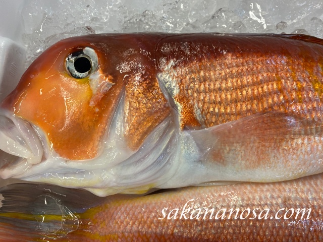 甘鯛 アマダイ グジ 魚通なら一度は塩焼き食べてほしい魚 夏の魚介類 さかなのさ 魚美味探求