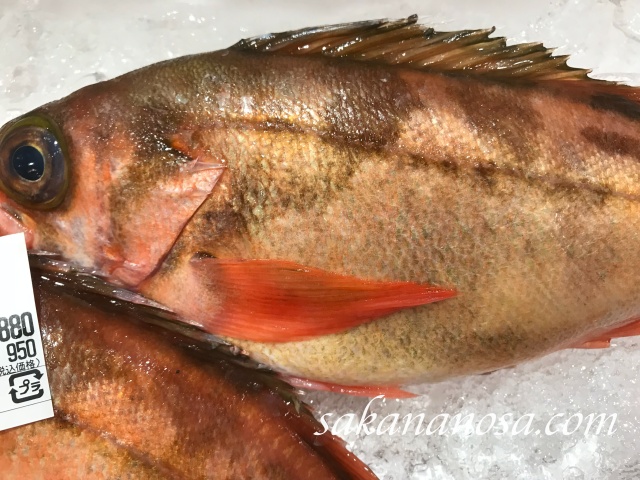 柳ばちめ ウスメバル 上品でしっかりした身が特徴の晩春魚 さかなのさ 魚美味探求