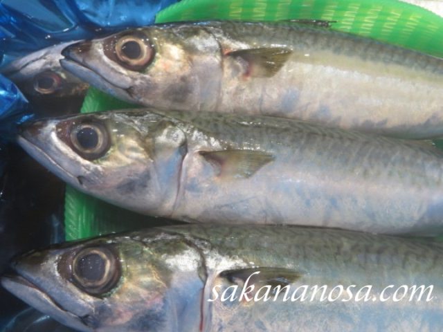 真鯖(マサバ)の売り方はコレ!【秋旬魚】鯖三種類の違いを把握できるかがカギ! | さかなのさ 〜魚美味探求