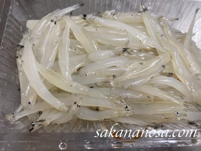 シラウオ さっぱり食べたい季節感抜群の春告魚 さかなのさ 魚美味探求