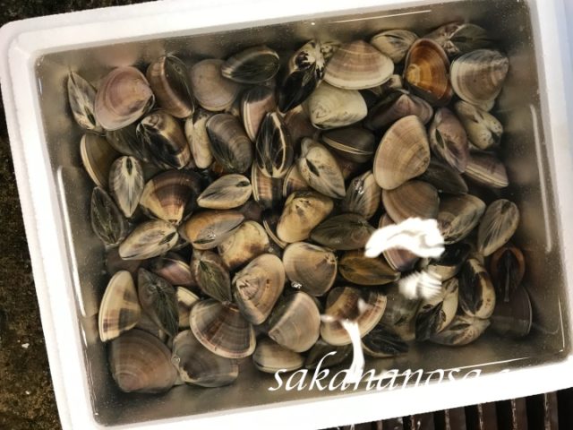 ハマグリの売り方【生命力強い貝】攻める鮮魚の基本書 | さかなのさ 〜魚美味探求