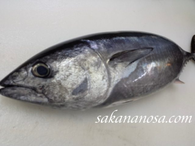 メジマグロ 本マグロの小型魚 ヨコワとも呼ばれ買いやすいマグロ さかなのさ 魚美味探求