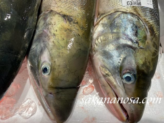 生秋鮭 白さけ 天然で素朴な味を堪能できる国産生鮭 水産加工品の最高峰 さかなのさ 魚美味探求