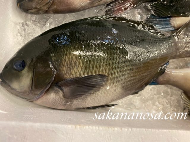 めじな グレ 釣魚として人気だが市場価値は高くない魚 さかなのさ 魚美味探求