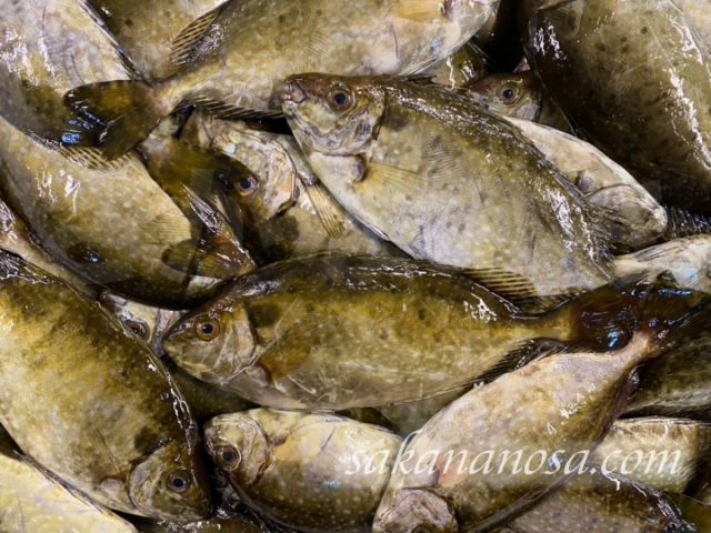 アイゴ 北陸では馴染みない魚 鰭の棘に毒あり さかなのさ 魚美味探求