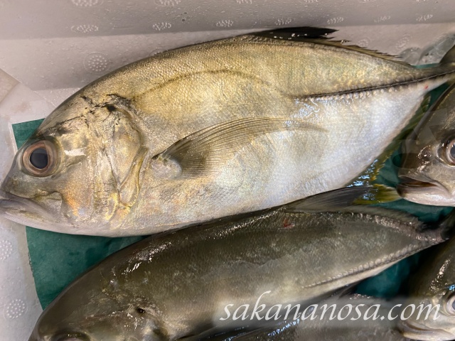 ギンガメアジ 12月上旬に市場に並ぶ魚 さかなのさ 魚美味探求