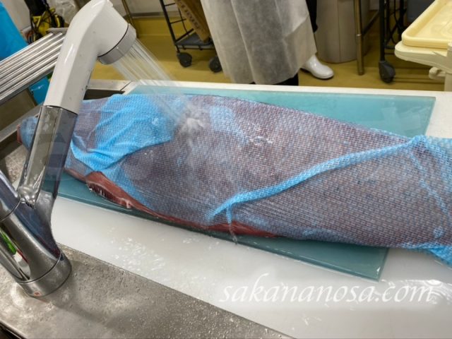 キハダマグロ解凍