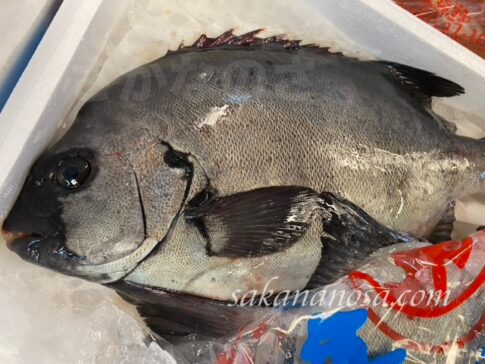 石鯛(イシダイ)【初夏旬魚】刺身が絶品!釣り好きお馴染み磯魚 〜幼魚はシマダイ | さかなのさ 〜魚美味探求